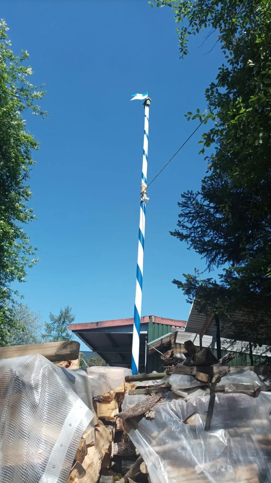 Maibaum aufstellung mit Vereinsmitgliedern